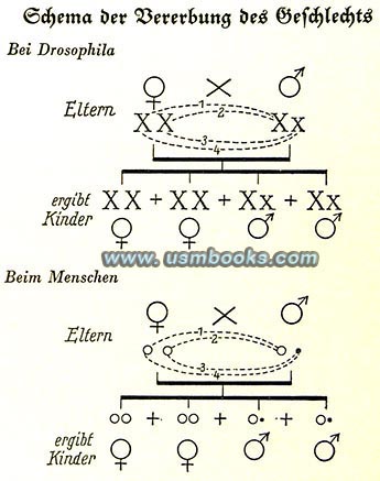 Law for the Prevention of Offspring with Hereditary Diseases