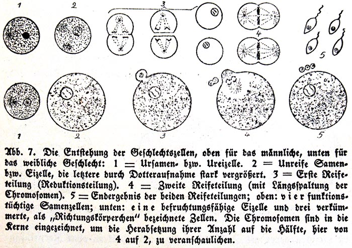 genetics , chromosomes, cytology, Mischling