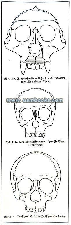 1941 Nazi RACE study